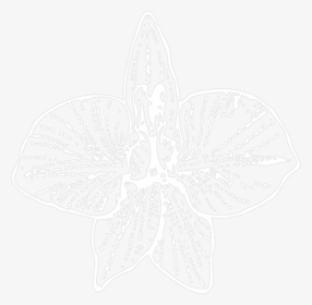 White Orchid Outline Svg Clip Arts - Orchid, HD Png Download, Transparent PNG