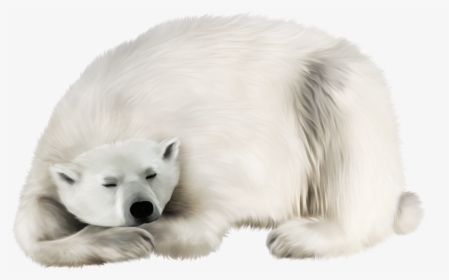 Polar White Bear Png - Polar Bear Fur Clipart, Transparent Png, Transparent PNG
