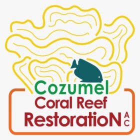 Cozumel Coral Reef Restoration, HD Png Download, Transparent PNG