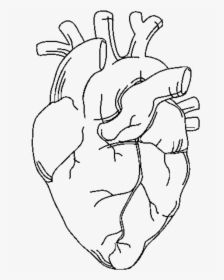 anatomical heart outline tattoo