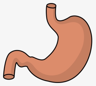 Stomach Clipart, HD Png Download, Transparent PNG