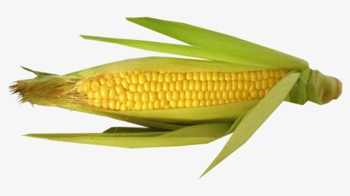 Transparent Corn With Hair , Png Download - Beans On A Cob, Png Download, Transparent PNG