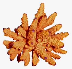 Free Download Orange Coral Png Clipart Coral Reef Clip - Echinoderm, Transparent Png, Transparent PNG