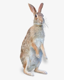 Mister Rabbit - Wild Rabbit Png, Transparent Png, Transparent PNG