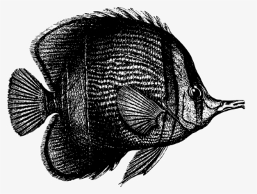 Tilapia,seafood,drawing - Fish And Coral Black And White, HD Png Download, Transparent PNG