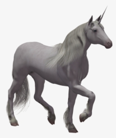 Grab And Download Unicorn Transparent Png File - Real Unicorn With No Background, Png Download, Transparent PNG