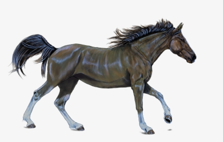 Horse .png, Transparent Png, Transparent PNG
