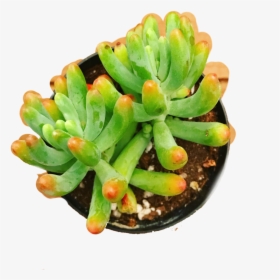 Clip Art Sedum Pachyphyllum Rainbow Jellybean - Ice Plant Family, HD Png Download, Transparent PNG