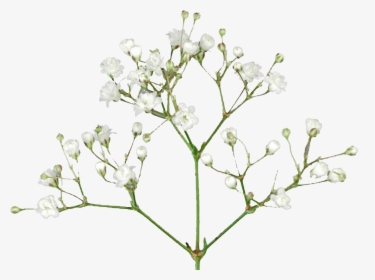 Baby S Breath Flowers Png Free Pic - Baby Breath Flower Png, Transparent Png, Transparent PNG