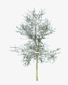 Cad Tree Png, Transparent Png, Transparent PNG