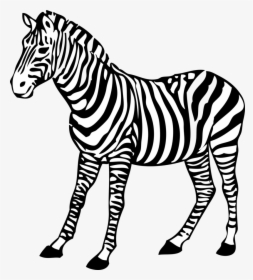 Zebra Clipart Black And White, HD Png Download, Transparent PNG