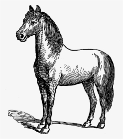 Horse Illustration Download Digital - Mustang Horse, HD Png Download, Transparent PNG