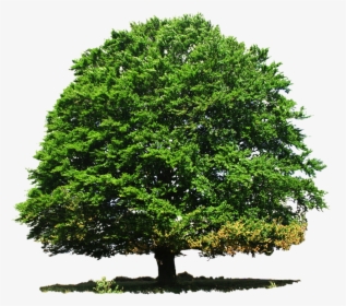Tree Png Transparent, Png Download, Transparent PNG