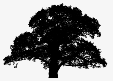 Oak Tree Silhouette Png - Transparent Silhouette Tree Png, Png Download, Transparent PNG