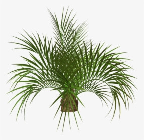 Green, Png, And Palm Tree Image - Png Hd Image Tree, Transparent Png, Transparent PNG