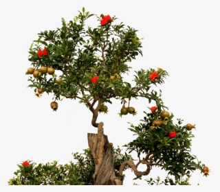 Fruit Root Green - Pomegranate Tree Without Background, HD Png Download, Transparent PNG
