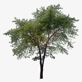 Tall Tree Png - Transparent Tall Tree Png, Png Download, Transparent PNG