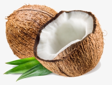 Coconut Pluspng, Transparent Png, Transparent PNG