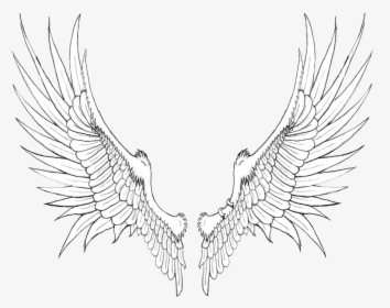 Wings Png Free Background - Wings Of Birds Drawing, Transparent Png, Transparent PNG