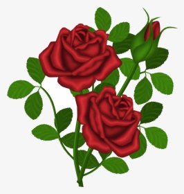 Rose Red Roses Picture Clipart Gallery High-quality - Rose Plant Clipart, HD Png Download, Transparent PNG