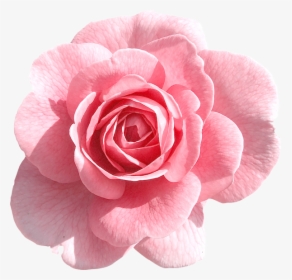 Pink Flower Transparent Background, HD Png Download, Transparent PNG