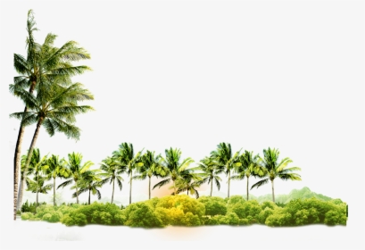 Arecaceae Coconut Tree Icon Free Photo Png Clipart - Coconut Tree Images Png, Transparent Png, Transparent PNG