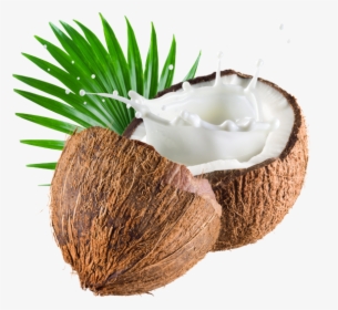 Coconut Png Image Transparent - Coconut Milk Png, Png Download, Transparent PNG