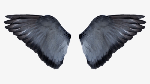 Background Editing Wings Hd, HD Png Download, Transparent PNG