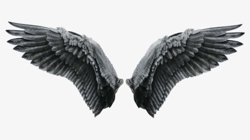 Black Angel Wings, HD Png Download, Transparent PNG