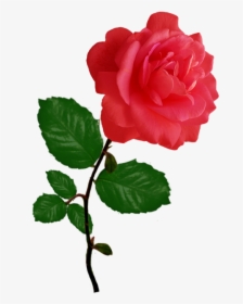Red Red Rose Clipart - Pink Flower Single Rose, HD Png Download, Transparent PNG
