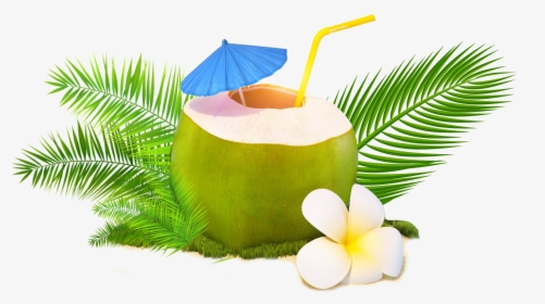 Trendy Coconut, HD Png Download, Transparent PNG