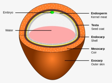 Coconut Layers, HD Png Download, Transparent PNG