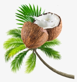 Coconut Tree Transparent Image - Beach Coconut Tree Png, Png Download, Transparent PNG