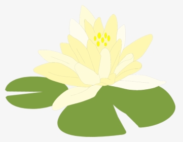 Magnolia-family - Lily Pads Transparent Background, HD Png Download, Transparent PNG