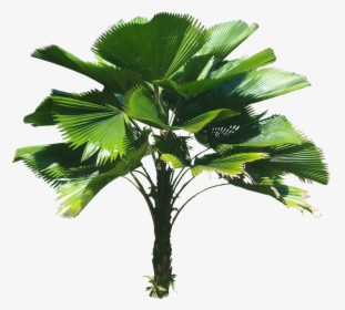 3d Coconut Tree Png - Licuala Grandis Png, Transparent Png, Transparent PNG