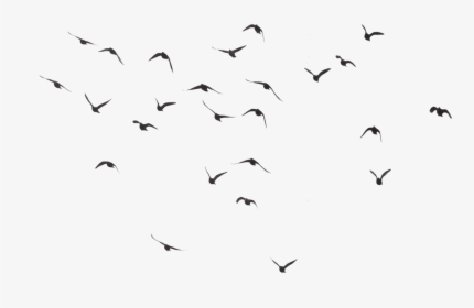 Birds Flying Transparent Background, HD Png Download, Transparent PNG