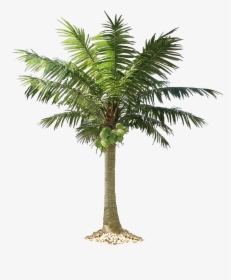 Beach Coconut Tree Png - Transparent Coconut Tree Png, Png Download, Transparent PNG