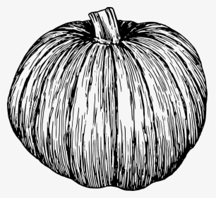 Transparent Vine Vector Png - Clipart Of Pumpkins Black And White, Png Download, Transparent PNG