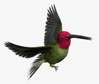 Real Birds Png - Woodpecker Transparent, Png Download, Transparent PNG
