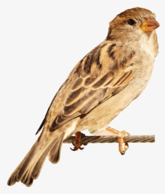 Sparrow Bird Png - Bird Image Hd Png, Transparent Png, Transparent PNG