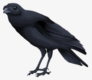 Black Bird Png, Transparent Png, Transparent PNG