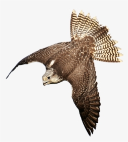 Download Free Falcon Birds Png Transparent Images Transparent - Bird Of Prey Transparent, Png Download, Transparent PNG