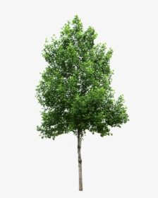 Small Trees Birch Deciduous Clip Art - Transparent Trees Png, Png Download, Transparent PNG