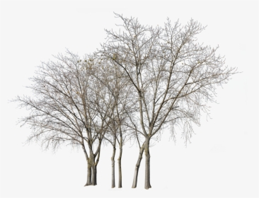 Transparent Deciduous Tree Png - Group Of Trees In Winter, Png Download, Transparent PNG
