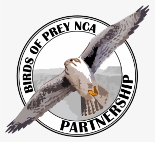 Free Raptor Bird Png - Birds Of Prey Nca Partnership, Transparent Png, Transparent PNG