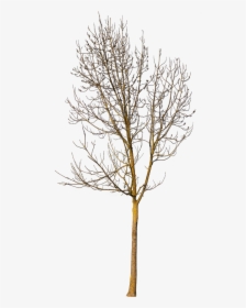 Small Trees In Winter, HD Png Download, Transparent PNG