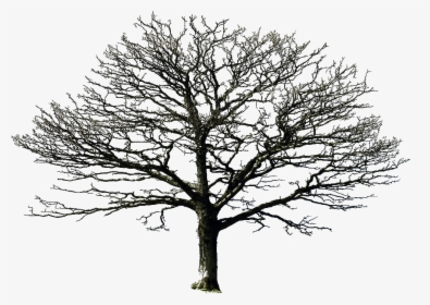 Pin By Louise Brown On Png Files For Photomanipulations - Old Dry Tree Png, Transparent Png, Transparent PNG