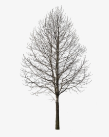 Deciduous Trees Png, Transparent Png, Transparent PNG