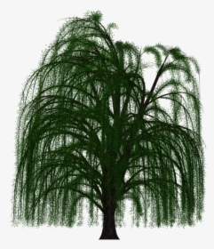 Weeping Willow Tree Transparent Background, HD Png Download, Transparent PNG