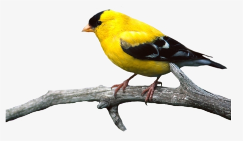 Bird Png, Transparent Png, Transparent PNG